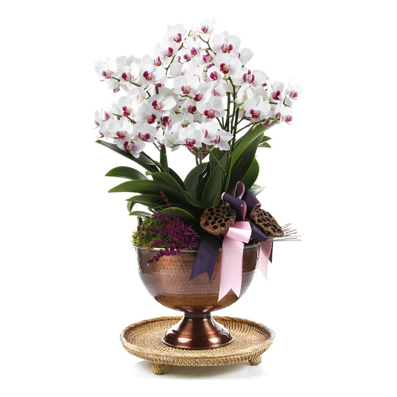 Deluxe Pink & White Orchid