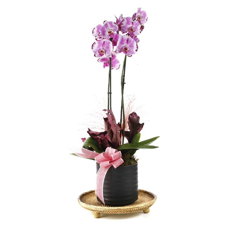 Sweet Pink Orchid