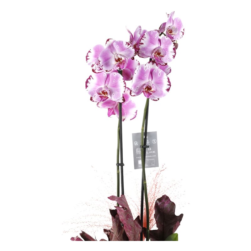 Sweet Pink Orchid