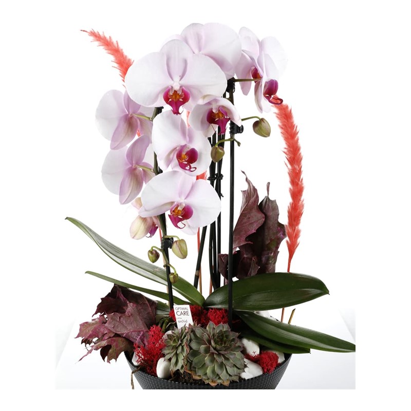 Deluxe Curling Orchid