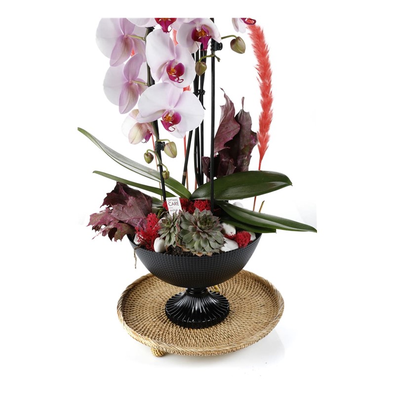 Deluxe Curling Orchid