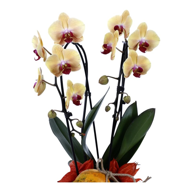 Deluxe Yellow Curly Orchid