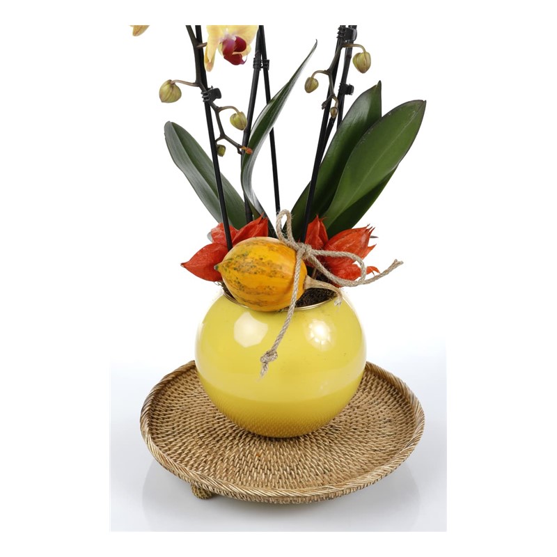 Deluxe Yellow Curly Orchid