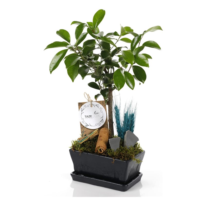 Tropical Bonsai (Bonzai)