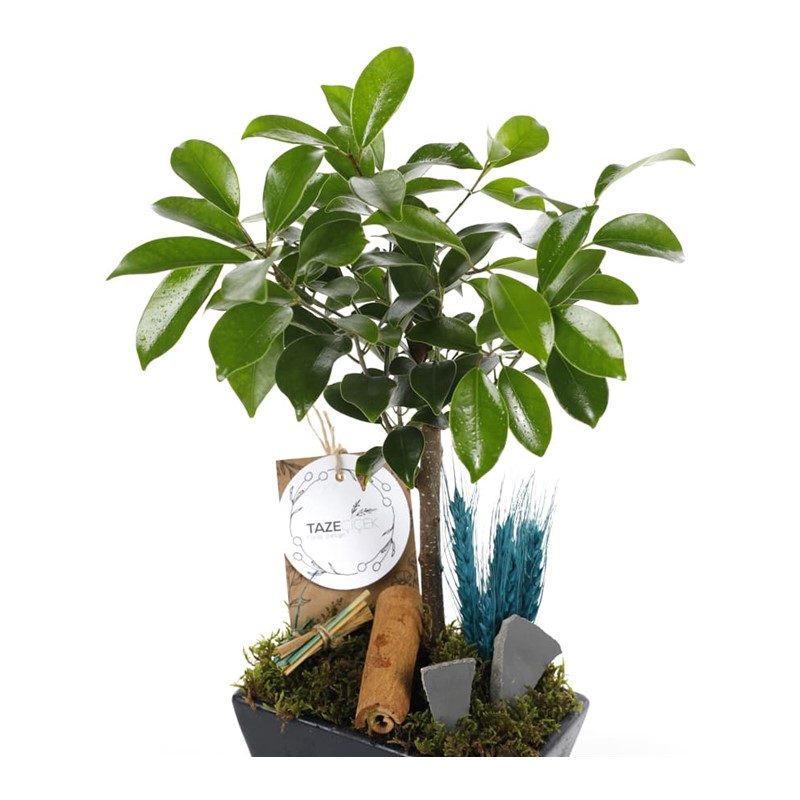 Tropical Bonsai (Bonzai)