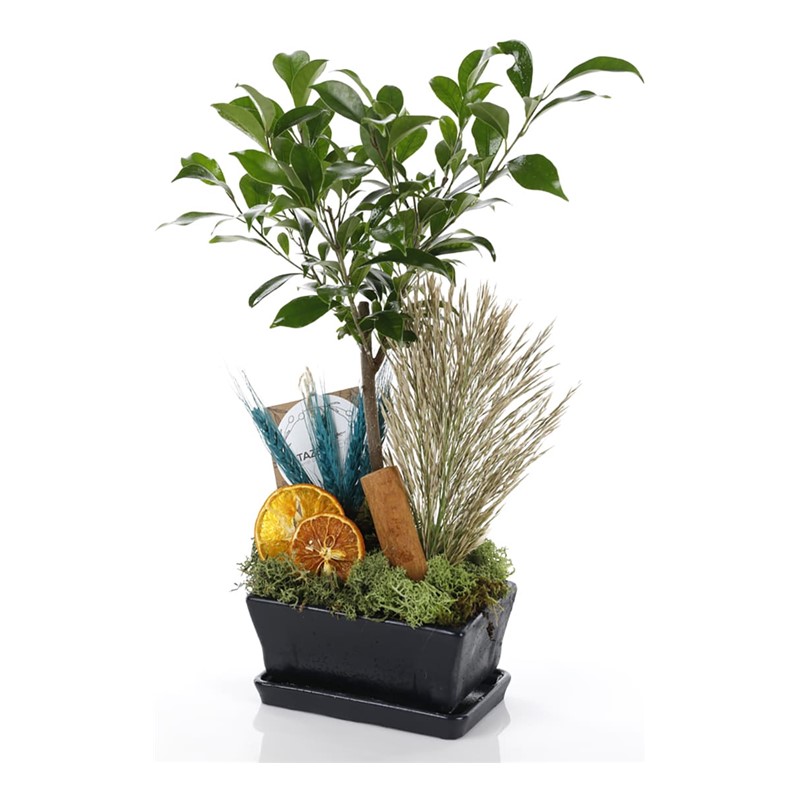 My Bonsai (Bonzai)