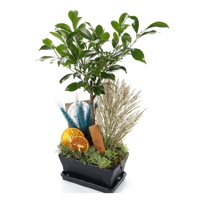 My Bonsai (Bonzai)