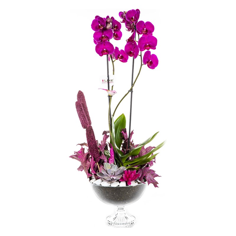 Pink Orchid Garden Lovers