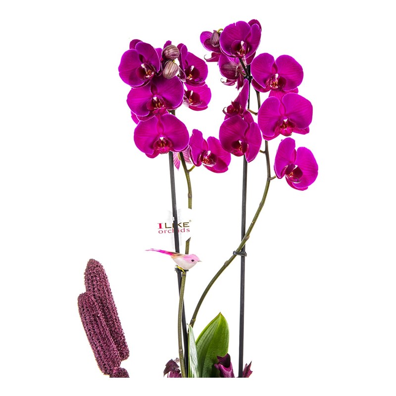Pink Orchid Garden Lovers