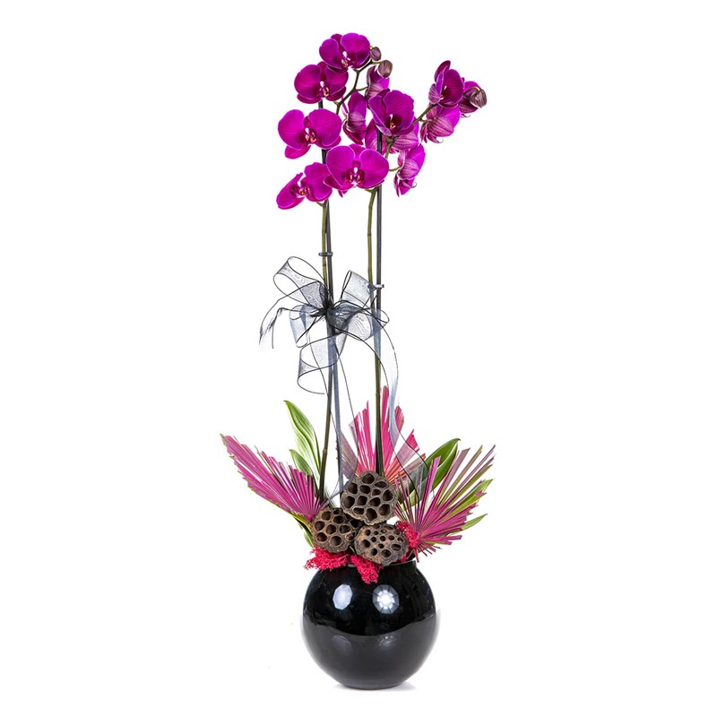Princess Pink Orchid