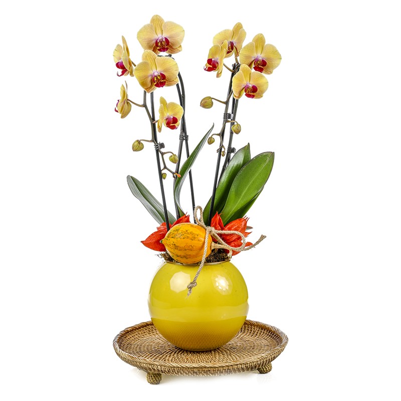 Deluxe Yellow Curly Orchid
