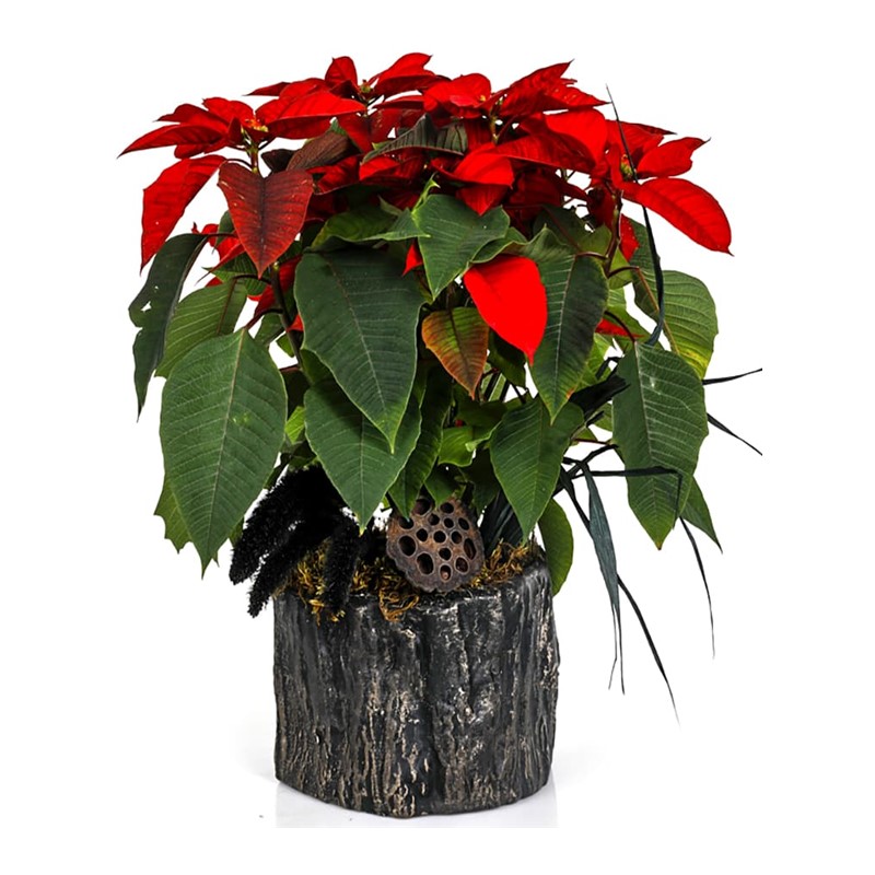 Nelumbo Of Poinsettia