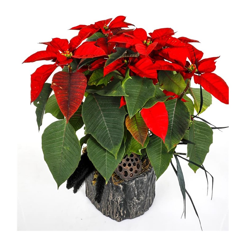 Nelumbo Of Poinsettia