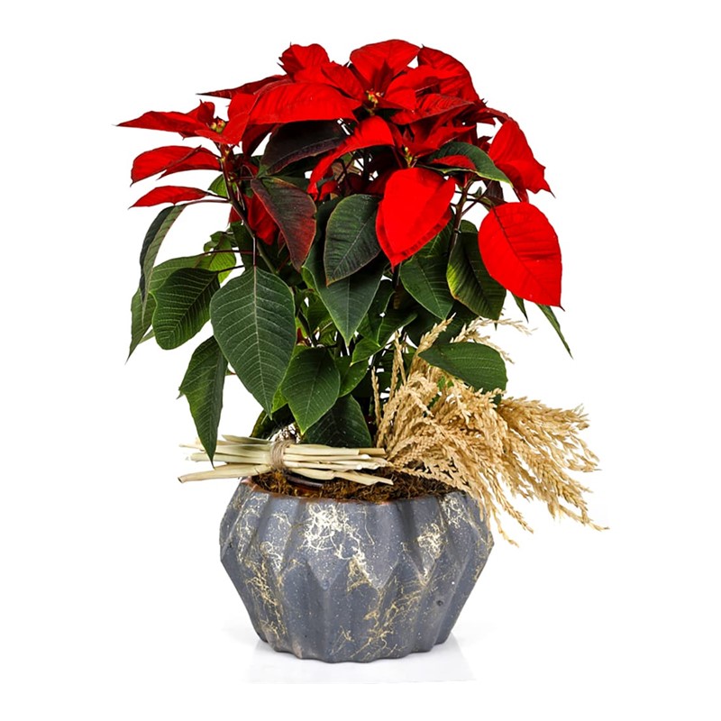 Spike Flower Poinsettia