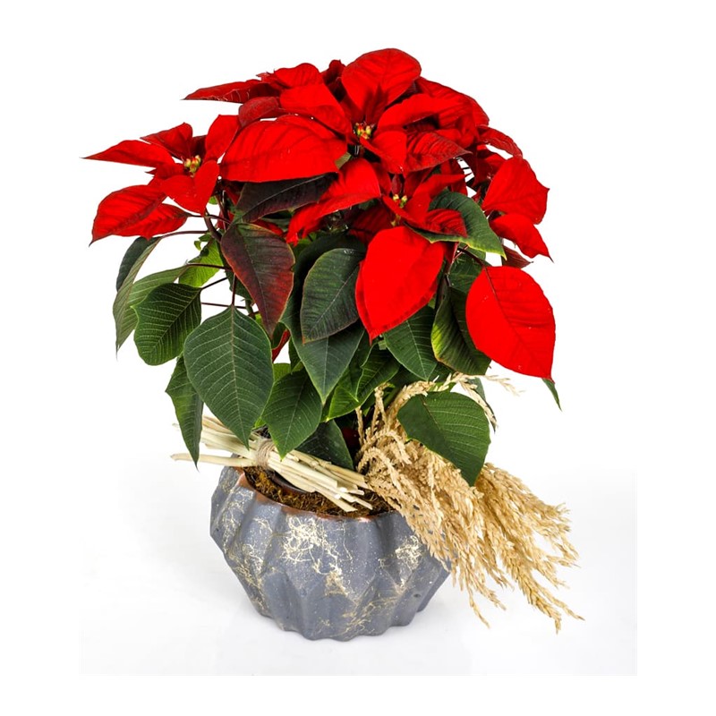 Spike Flower Poinsettia