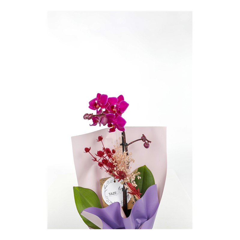 Purple Love Orkide