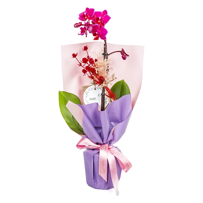 Purple Love Orkide