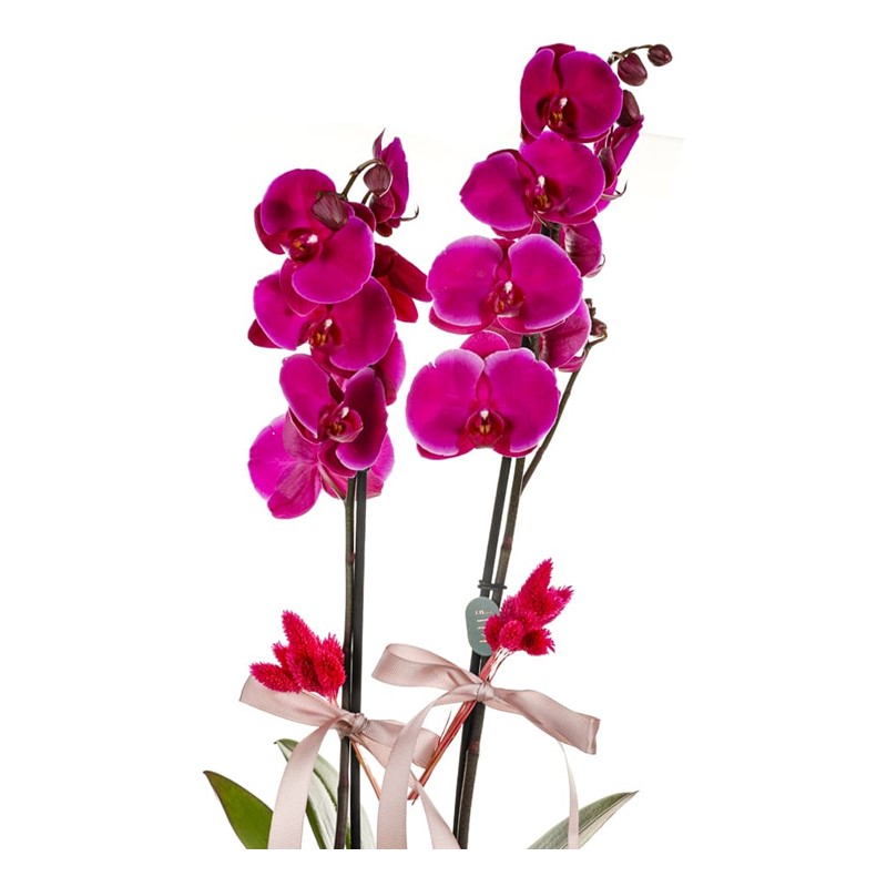 Pink Orchid Black Vase