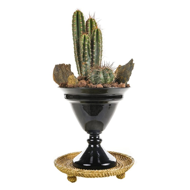 Cactus Of The Desert