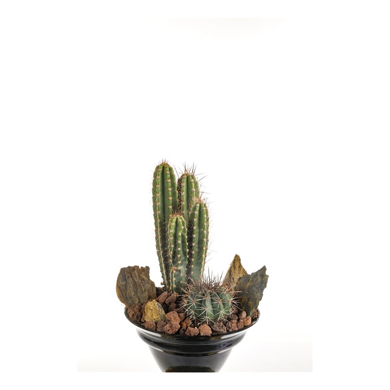 Cactus Of The Desert