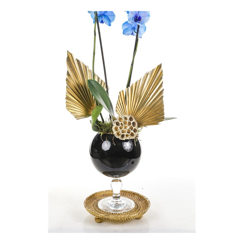 Gold Piece Mavi Orkide