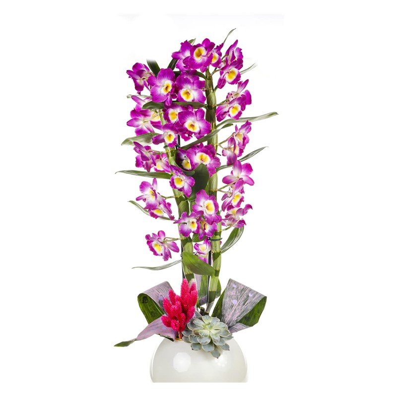 Dendrobium Of White