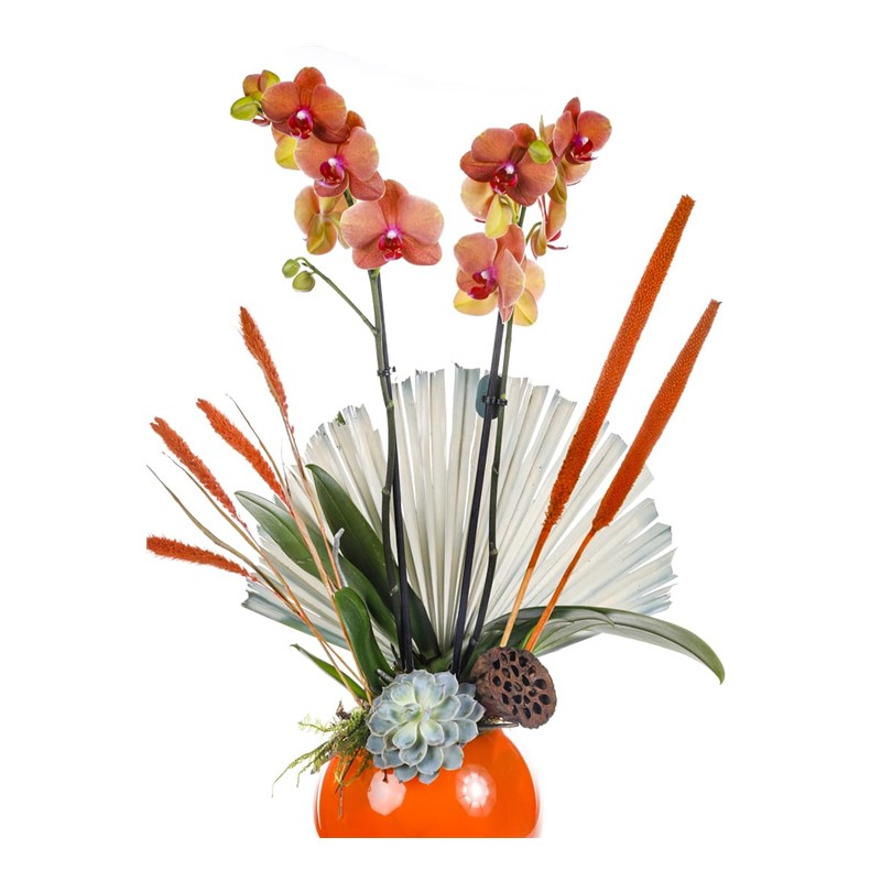 Orange Luxury Orchid
