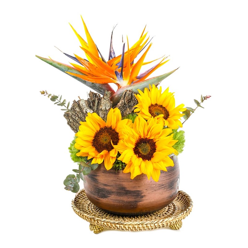 Sunflower Of Forest
