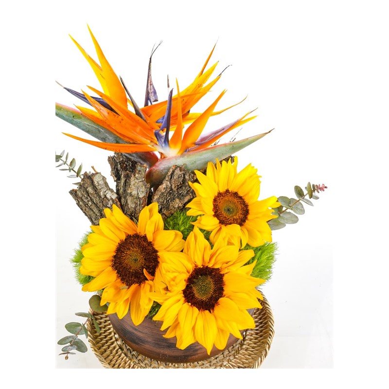 Sunflower Of Forest