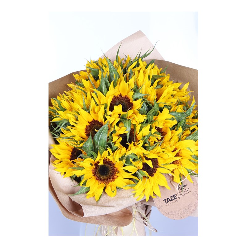 Ayçiçeği Blooms