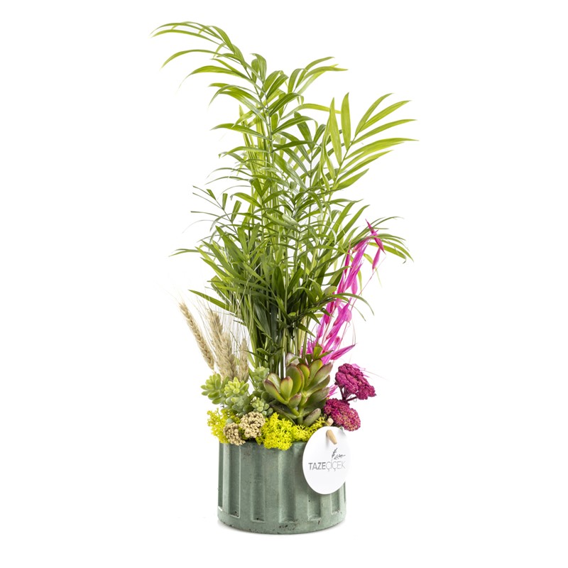 Areca Garden Teraryum