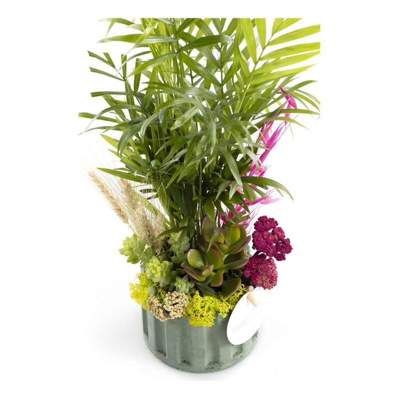Areca Garden Teraryum