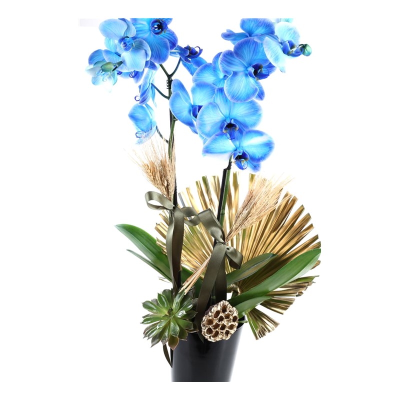 Golden Blue Orchid