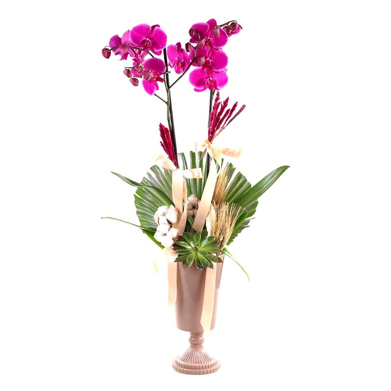 Orchid Of Cotton
