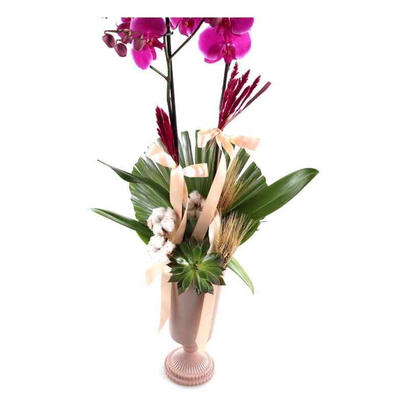 Orchid Of Cotton
