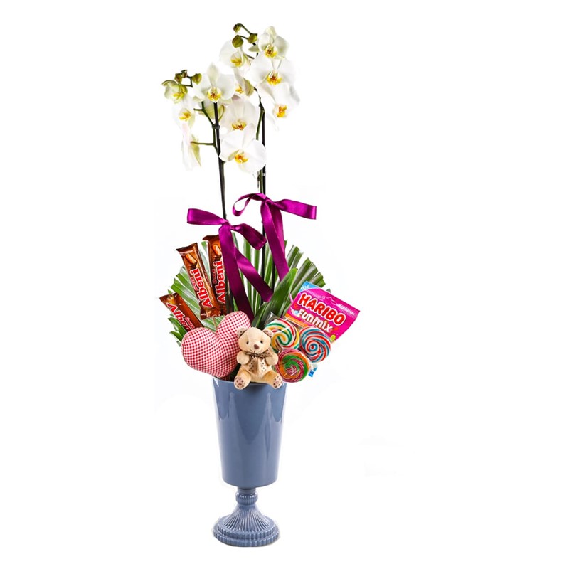 Jelly Bean Orchid