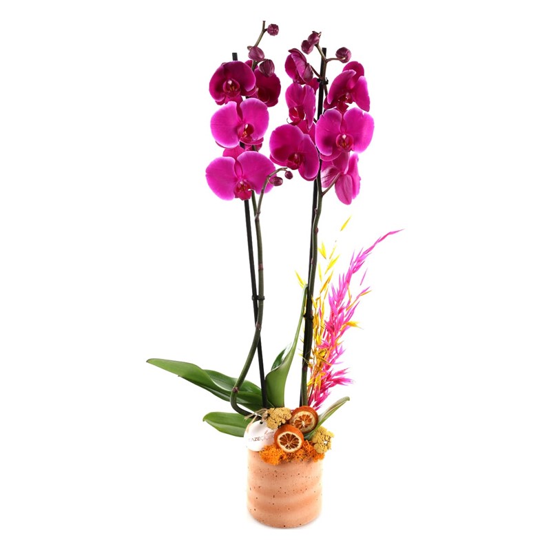 The Millie Double Purple Orkide