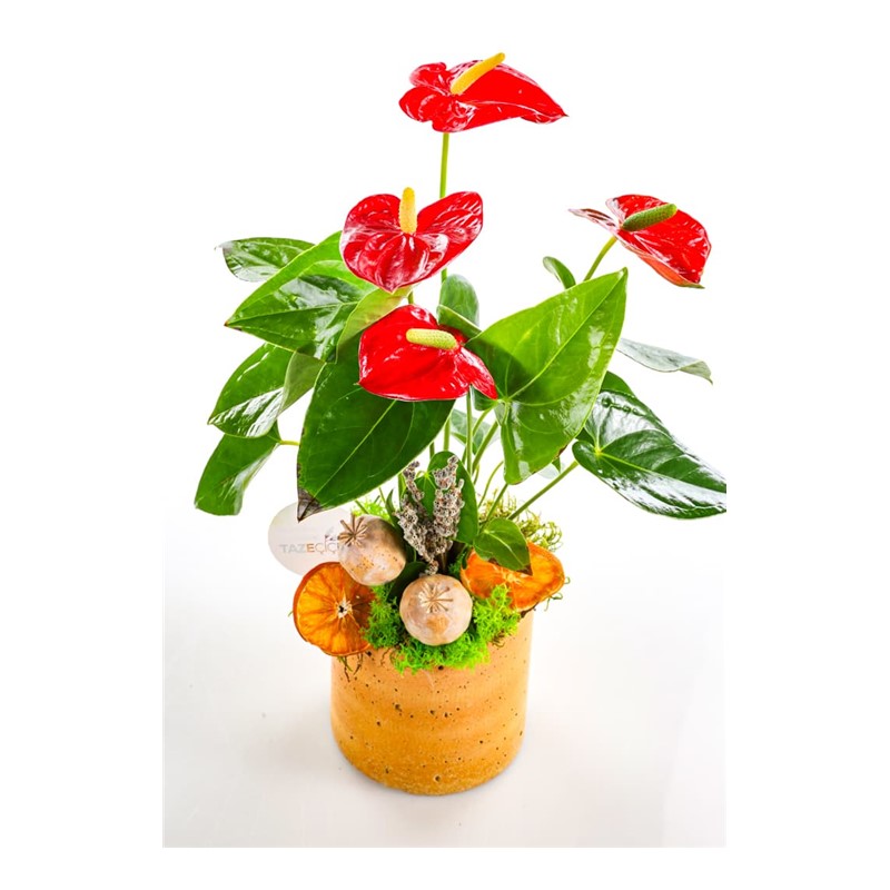 Autumn Anthurium