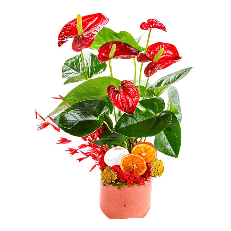 Hot Anthurium
