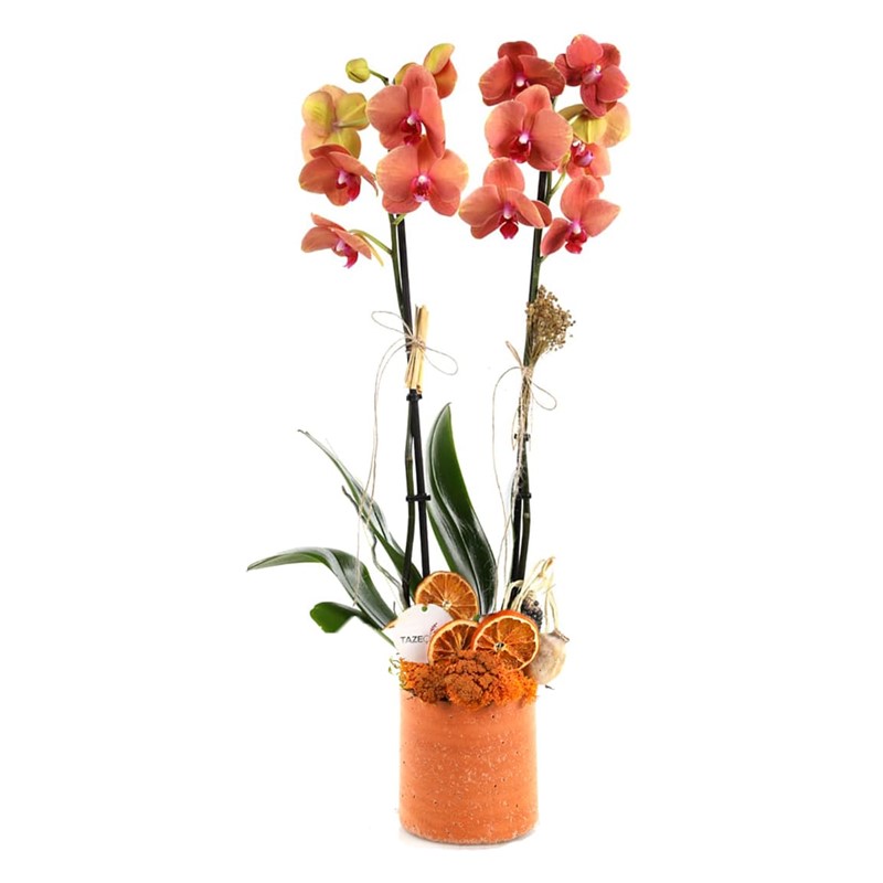 Rustic Beauty Orkide