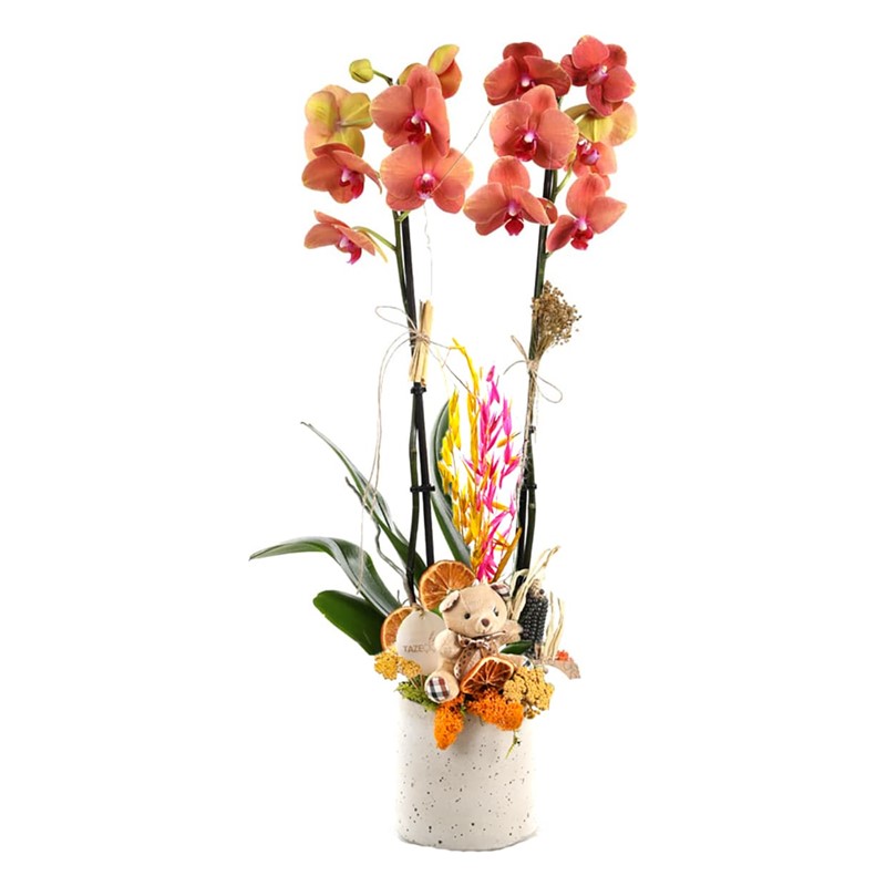 Sweet Luxury Orchid