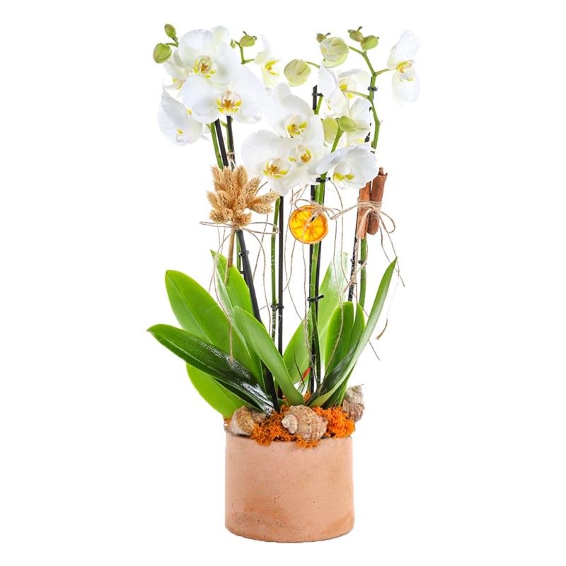 Orchid Sensation