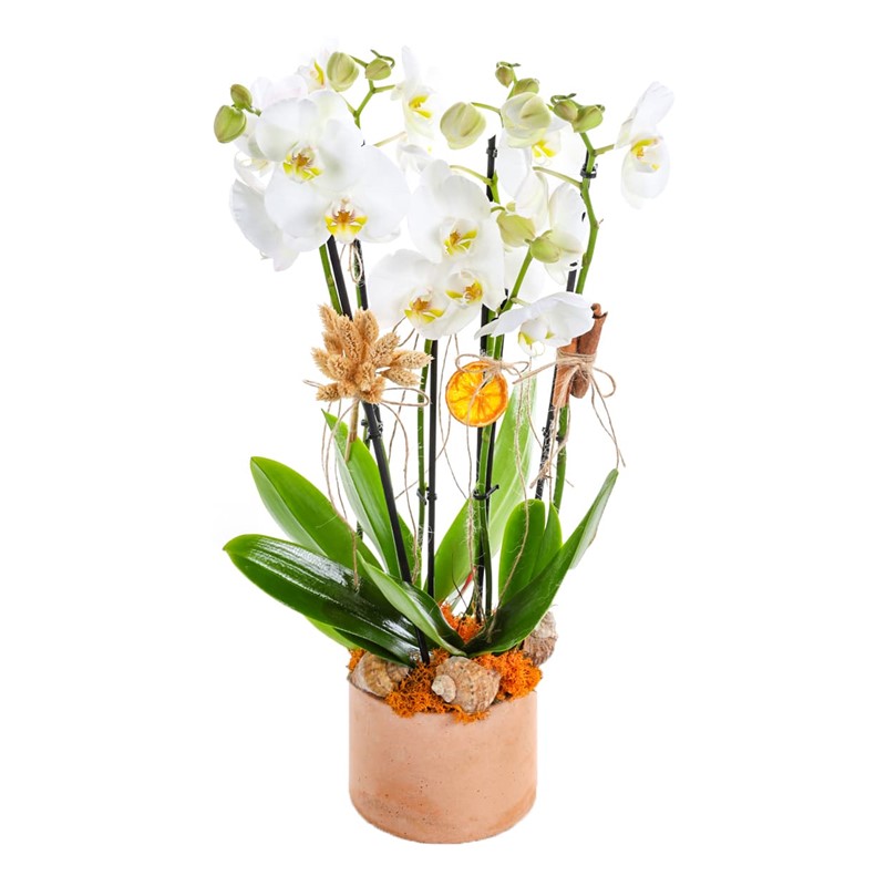 Orchid Sensation
