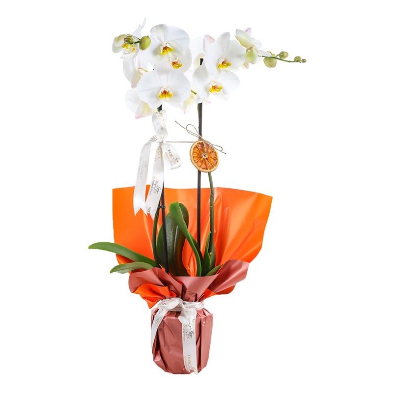 Tuscany Premium Orkide