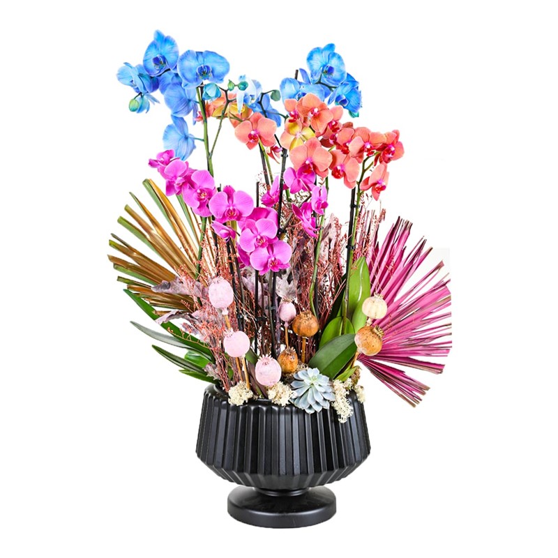 Three Tone Orchids