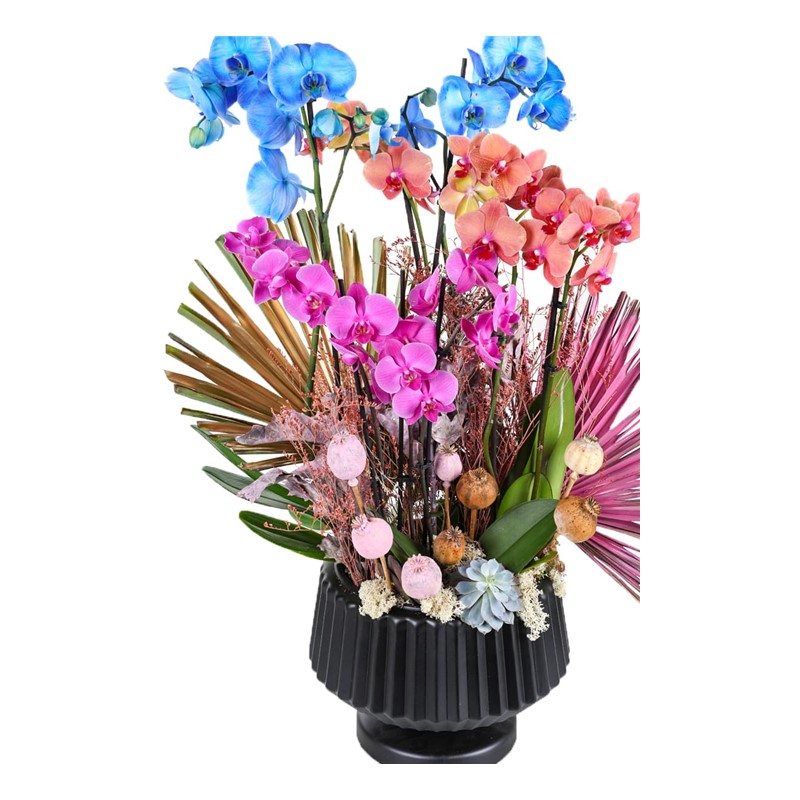 Three Tone Orchids