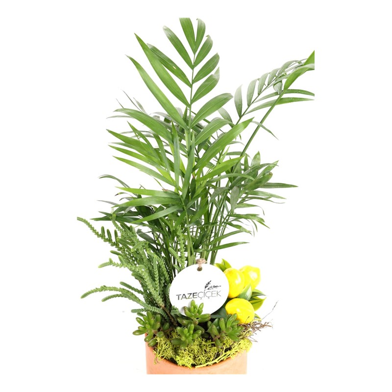 Creative Greenery