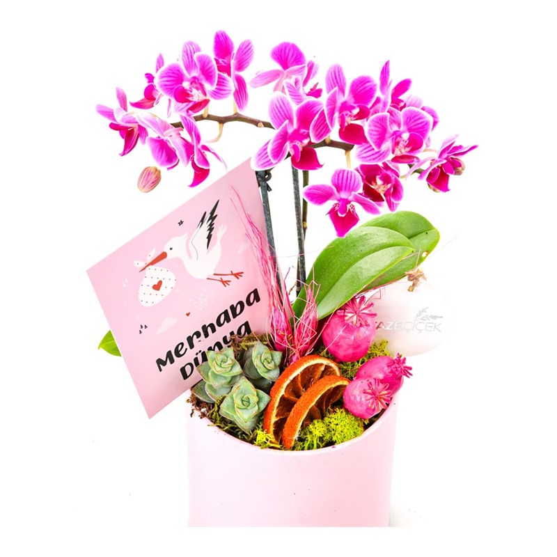 Orchid Dance