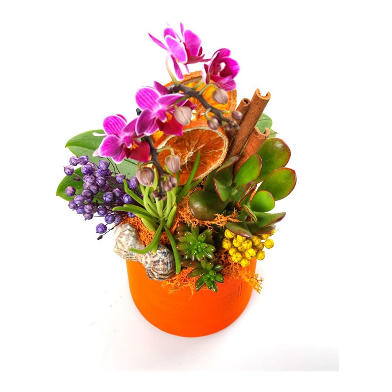 Elegant Orchid Garden