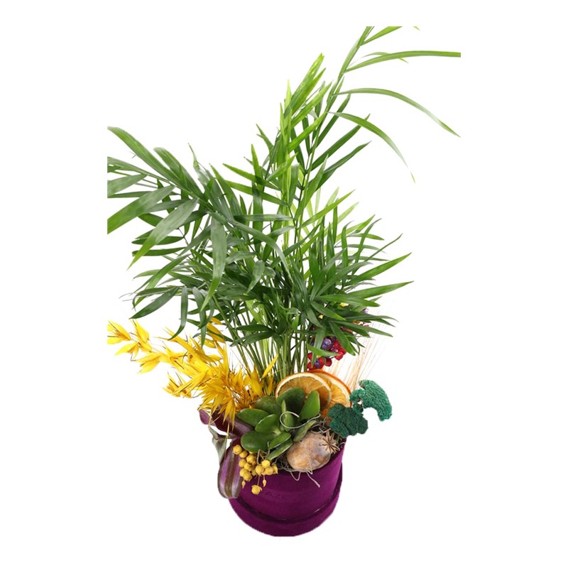 Temperate Flower